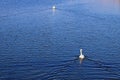 Swan couple on the open waters Royalty Free Stock Photo