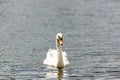Majestic swan floating on a water surface.