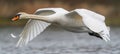 Majestic swan gracefully gliding on serene lake in a peaceful rural farm setting