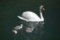 Majestic swan mother is swimming on dark green lake water
