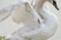 Majestic swan spread wings close details Royalty Free Stock Photo