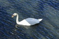 Majestic white swan on a lake Royalty Free Stock Photo