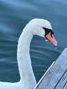Majestic swan with water dripping from its beak