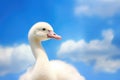 Majestic Swanling Taking Flight in the Clouds. Royalty Free Stock Photo