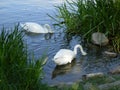 Majestic swans with heads under water