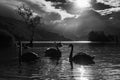 Majestic swans by the Lonely tree