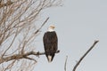 American bald eagle standing on a tree branch looking to the right Royalty Free Stock Photo