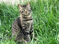 The majestic tabby cat on the lawn