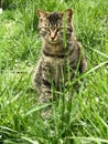 The majestic tabby cat on the lawn Royalty Free Stock Photo