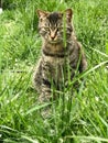 The majestic tabby cat on the lawn