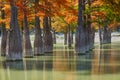 Majestic Taxodium distichum in a gorgeous lake against the backdrop of the Caucasus mountains in the fall. Autumn. October. Sukko