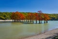 Majestic Taxodium distichum in a gorgeous lake against the backdrop of the Caucasus mountains in the fall. Autumn. October. Sukko