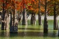 Majestic Taxodium distichum in a gorgeous lake against the backdrop of the Caucasus mountains in the fall. Autumn. October. Sukko