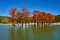 Majestic Taxodium distichum in a gorgeous lake against the backdrop of the Caucasus mountains in the fall. Autumn. October. Sukko