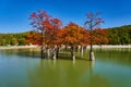 Majestic Taxodium distichum in a gorgeous lake against the backdrop of the Caucasus mountains in the fall. Autumn. October. Sukko