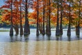 Majestic Taxodium distichum in a gorgeous lake against the backdrop of the Caucasus mountains in the fall. Autumn. October. Sukko