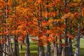 Majestic Taxodium distichum stand in a gorgeous lake against the backdrop of the Caucasian mountains in the fall and look like gol