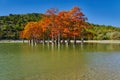 Majestic Taxodium distichum stand in a gorgeous lake against the backdrop of the Caucasian mountains in the fall and look like gol