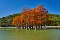 Majestic Taxodium distichum stand in a gorgeous lake against the backdrop of the Caucasian mountains in the fall and look like gol