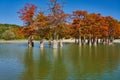 Majestic Taxodium distichum stand in a gorgeous lake against the backdrop of the Caucasian mountains in the fall and look like gol