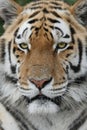 Majestic Tiger Royalty Free Stock Photo