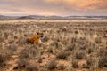 A majestic tiger in a dramatic panoramic landscape Royalty Free Stock Photo