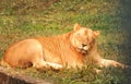 Tiger laying down resting and staring looking straight ahead. Royalty Free Stock Photo