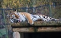 Majestic tiger lying down grooming and licking in the sun with natural background