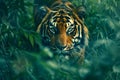 Majestic Tiger Prowling Through Dense Jungle Undergrowth