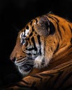 Majestic tiger in a relaxed position gazing intently into the distance against a black background Royalty Free Stock Photo