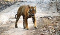 Majestic Tiger Walk In the Forest