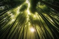 majestic, towering bamboo forest trees with the sun shining through