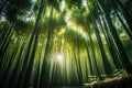 majestic, towering bamboo forest trees with the sun shining through