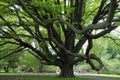 Majestic tree Royalty Free Stock Photo