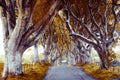 Majestic tree alley Royalty Free Stock Photo