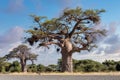 Majestic tree Baobab,, Namibia Africa Royalty Free Stock Photo