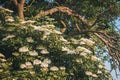 Majestic tree in bloom with white flowers