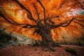 majestic tree with bright orange leaves in autumn forest