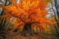 majestic tree with bright orange leaves in autumn forest