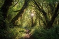 majestic tree canopy, with sunlight filtering through the leaves, among tranquil forest pathways