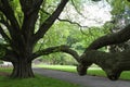 Majestic tree Royalty Free Stock Photo