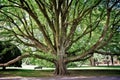 Majestic tree in Christchurch botanic garden New Zealand