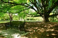 Majestic tree in Christchurch Botanic Garden, New Zealand Royalty Free Stock Photo