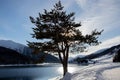 Majestic tree in the foreground with low-lying snowbanks in the background.