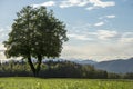 Majestic tree growing in green meadow Royalty Free Stock Photo