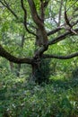 Majestic tree with long branches found in Hampstead health park. Stunning green leaves scattered all around the area Royalty Free Stock Photo