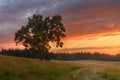 Majestic tree in the middle of meadow at orange romantic sunset.