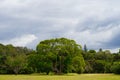Majestic tree near Stone Store Mission House in Kerikeri with clouds in sky