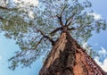 Majestic tree with peeling bark aged viewed at 90 degree angle, beautiful bright blue sky with white clouds.