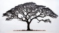 The majestic tree with a spreading canopy of branches with white background